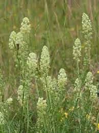 Mignonette Plant Seeds for Planting
