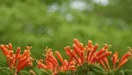 Creeper Flower Planting Seeds for Garden NON GMO Seeds Dhara Seeds