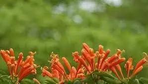 Creeper Flower Planting Seeds for Garden NON GMO Seeds Dhara Seeds