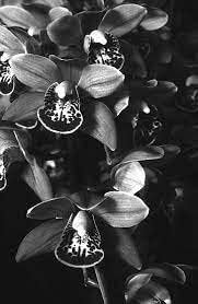 Black Cymbidium Orchid Seeds - Heirloom Non-GMO Planting Flower Seeds for planting in your garden.
