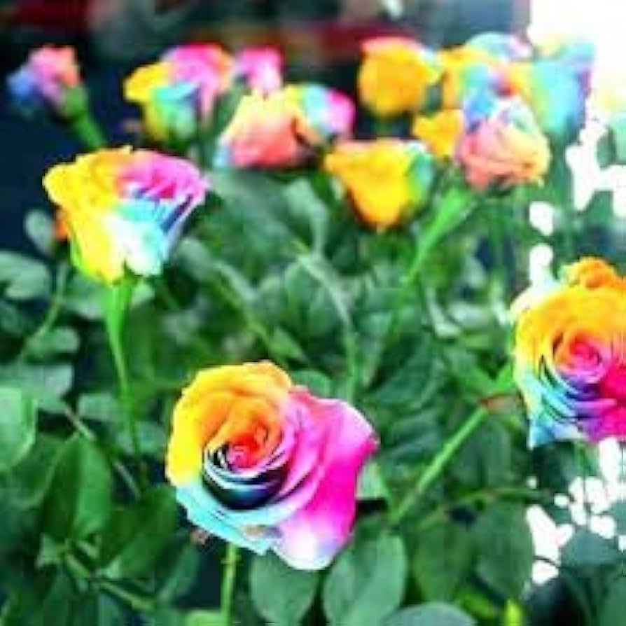 Rose Rosa Hybrida Flower Seeds for Planting – Suitable for Home Garden and Fragrant Landscaping
