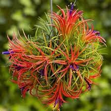 Tillandsia Flower Seeds for Planting - 100