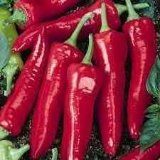 Jim Legacy Pepper Seeds for Planting