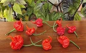 Mixed Chili Pepper Capsicum spp. seeds for planting