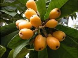 Yellow Loquat Fruit Seeds for Planting