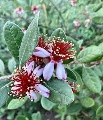 Feijoa Sellowiana Flower Seeds for Planting - 100 pcs