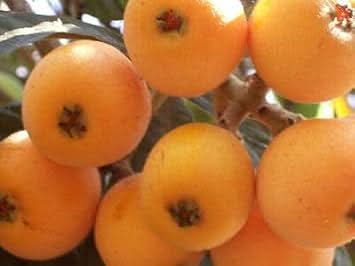 Mispel Fruit Seeds - Perfect for Growing Unique, Aromatic Fruits