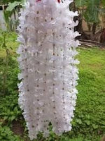 Rhynchostylis Retusa Alba Flower Seeds – Heirloom Non-GMO Seeds for Exotic Orchid Garden Planting - Retusa for planting in home garden
