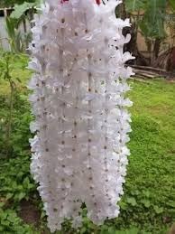 Rhynchostylis Retusa Alba Flower Seeds – Heirloom Non-GMO Seeds for Exotic Orchid Garden Planting - Retusa for planting in home garden