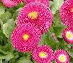 Pink Bellis Flower Heirloom Non Gmo Image