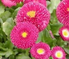 Pink Bellis Flower Heirloom Non Gmo Image