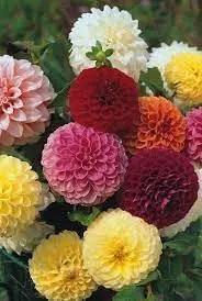 Mix Dahlia Pompon Flower Seeds for Planting - for planting in home garden