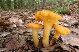 Yellow mushroom Pleurotus ostreatus spores for indoor growing