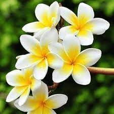 Frangipani Flower Seeds for planting in home garden
