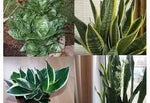 Sansevieria Plant Seeds for Garden Planting - NON GMO Seeds Dhara Seeds