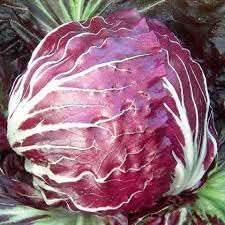 Radicchio Seeds for Planting