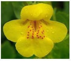 Yellow Mimulus Flower Seeds for Planting 100