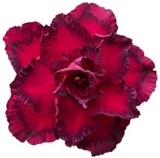 Burgundy Adenium Obesum Flower Seeds – Heirloom Non-GMO Desert Rose Blooms for Garden Planting for planting in your garden.