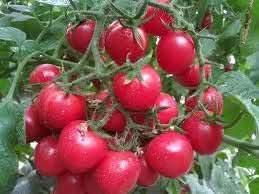 Dark Pink Tomato Seeds for Planting