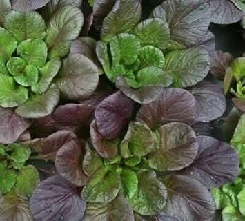 Purple Green Choi Bok Choy Seeds for Planting