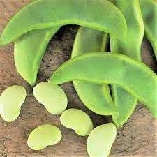 Bean Vegetable Seeds for Planting