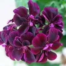 Dark Pink Black Geranium Flower Seeds for planting in home garden
