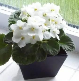White Saintpaulia Seeds for Planting - 100 seeds for planting in home garden