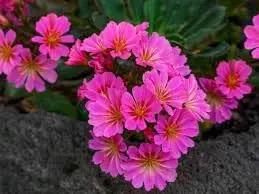 Lewisia Flower Seeds for Garden Planting - NON GMO Seeds for planting in home garden