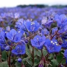 Heirloom Campanularia Flower Seeds for Garden Planting, Non-GMO, Bellflower Variety