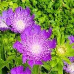 Stoke's Aster Flower Seeds for Planting - NON GMO Seeds Dhara Seeds