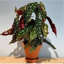 Heirloom Non-GMO Begonia Plant Seeds for Planting – Fresh Colorful Shade Blooms for planting in your garden.