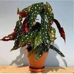 Heirloom Non-GMO Begonia Plant Seeds for Planting – Fresh Colorful Shade Blooms for planting in your garden.