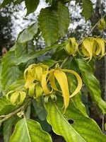 Organic Ylang Flower Seeds for Planting – Heirloom, Non-GMO seeds for planting in home garden
