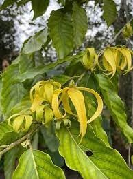 Organic Ylang Flower Seeds for Planting – Heirloom, Non-GMO seeds for planting in home garden