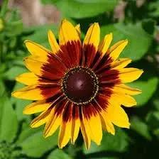 Cutleaf Coneflower Seeds for Planting - Heirloom & Non-GMO Garden Seeds, Beautiful Blooms for planting in home garden