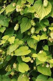 Humulus Lupulus Plant Seeds for Planting - 100