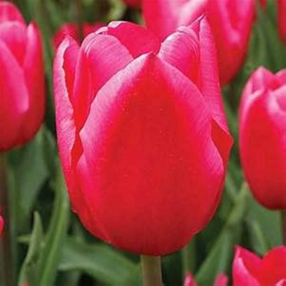 Tulip Tulipa Gesneriana Double Flower Seeds for Planting – Rare Perennial Variety for Spring Home Garden Displays