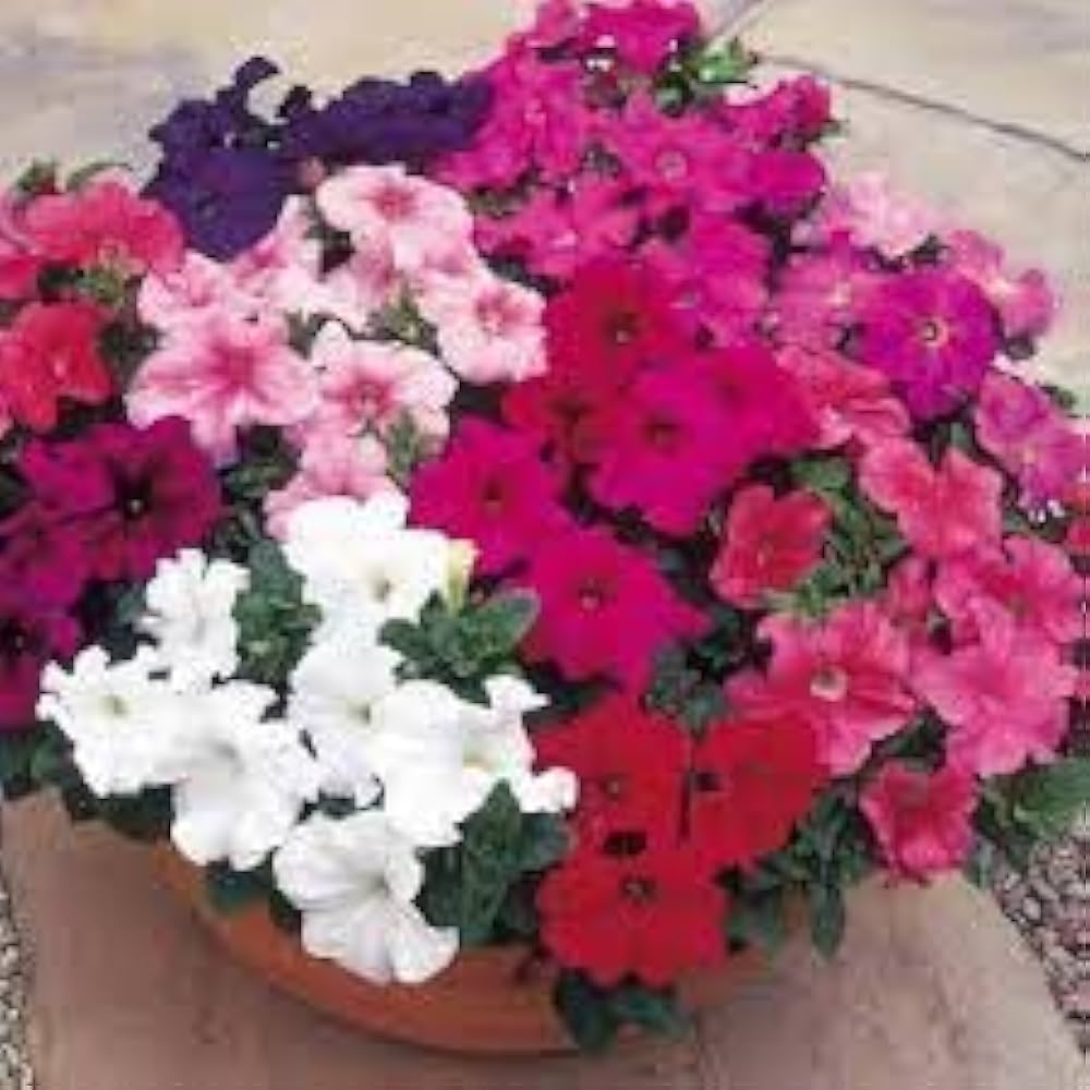 Prism Dewberry Sundae Petunia Seeds for Beautiful Garden Blooms