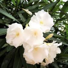 Oleander Flower Heirloom Non Gmo Image