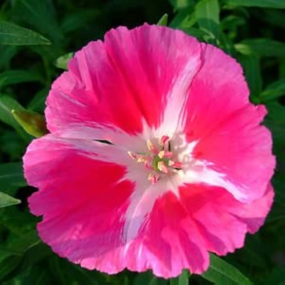 Pink Godetia Flower Seeds for Planting - 100 pcs for planting in your garden.
