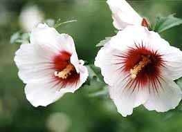 Syriacus Flower Seeds for Planting, 100