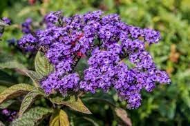 Heliotrope Flower Seeds for Planting - 100 seeds for planting in home garden