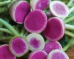 Radish Starburst vegetable Seed for Vibrant, Tasty Radishes