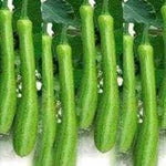 Dicotyledons melon Cucumis melo seeds for heirloom garden