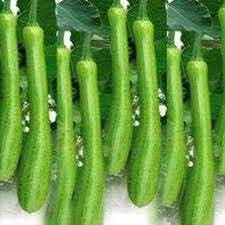 Dicotyledons melon Cucumis melo seeds for heirloom garden