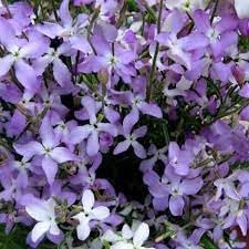 Bicornis (Bicornis scientific name) for planting in garden