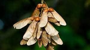 Sycamore Maple Heirloom Non Gmo Image
