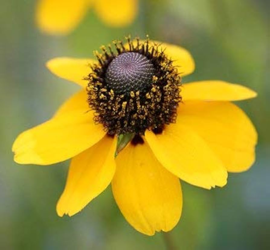 Clasping Coneflower (Dracopis amplexicaulis) seeds for wildflower garden