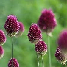 Sphaerocephalon Flower Seeds for Planting - 100 pcs