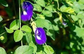 Clitoria Flower Seeds for Planting 100